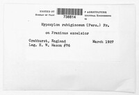 Hypoxylon rubiginosum image